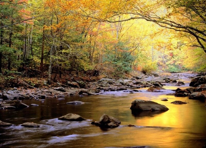 Stream in Autumn Forest — Yellow, Serene, Photograph, Trees
