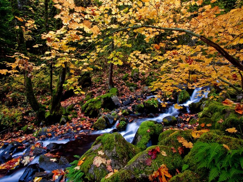 Stream in Autumn Forest — Yellow, Serene
