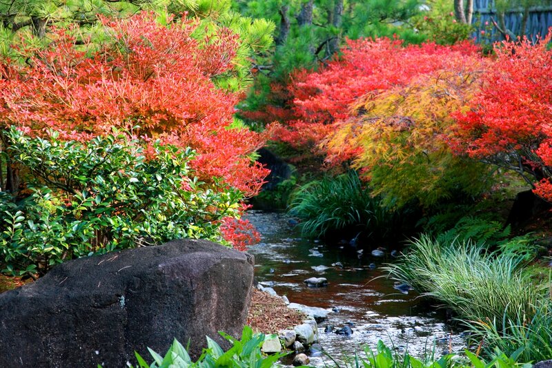 Stream in Autumn Garden — Red, Serene