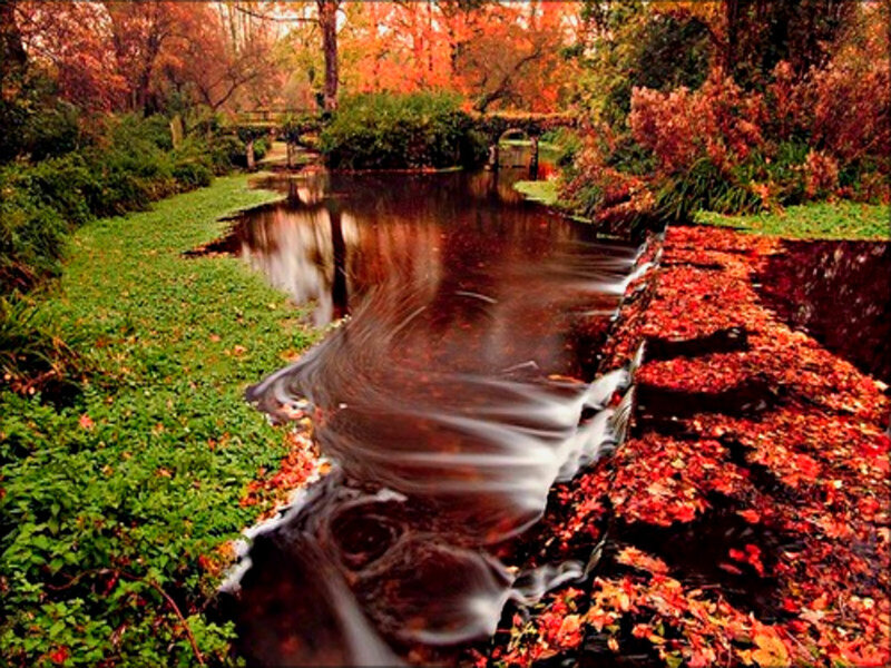 Stream in Autumn Park — Red