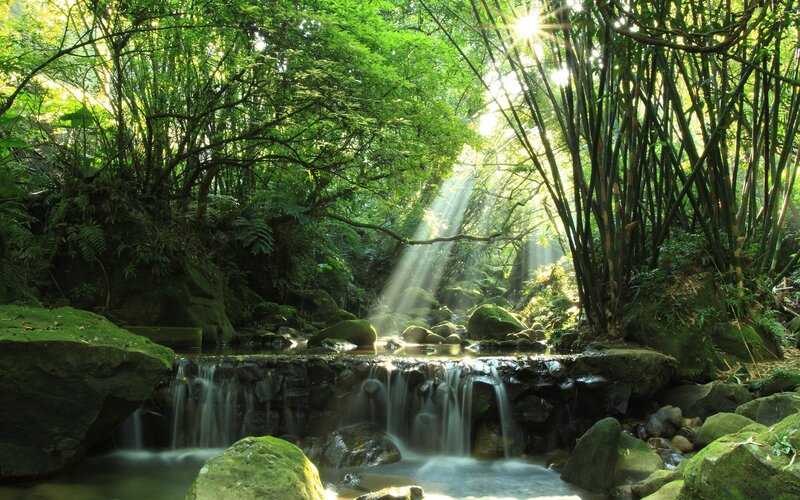 Stream in Bamboo Forest