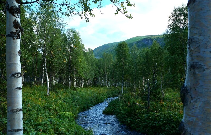 Stream in Birch Forest — Green