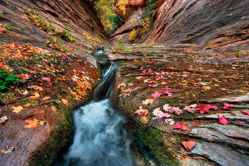 Stream in Canyon with Leaves