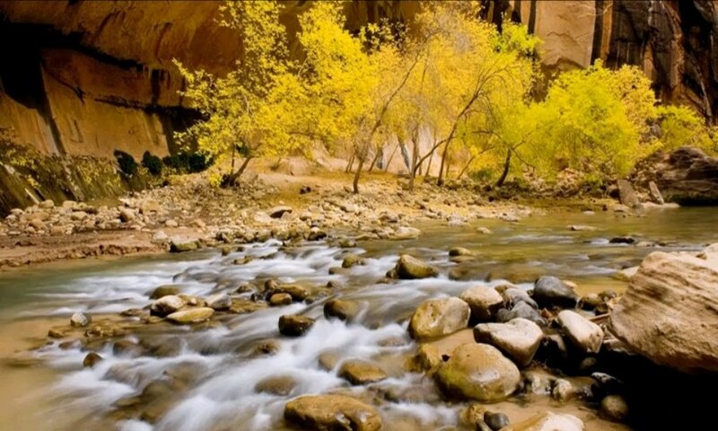Stream in Canyon with Yellow Trees