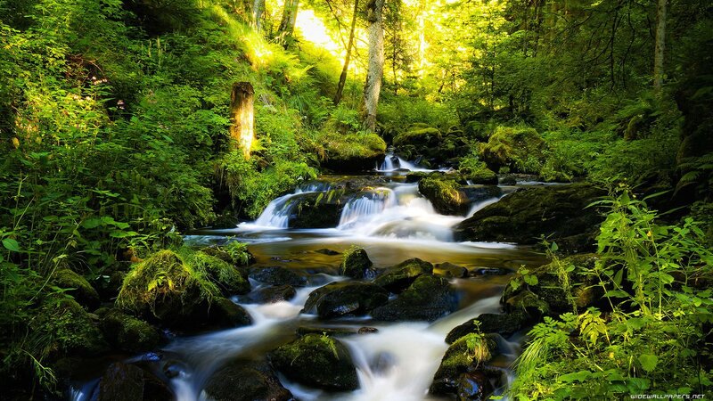 Stream in Forest — Afternoon, Brown