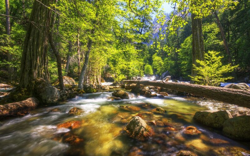 Stream in Forest — Afternoon, Fallen Log
