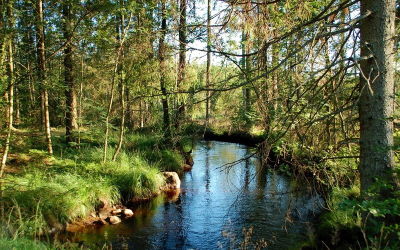 Stream in Forest — Afternoon, Grass