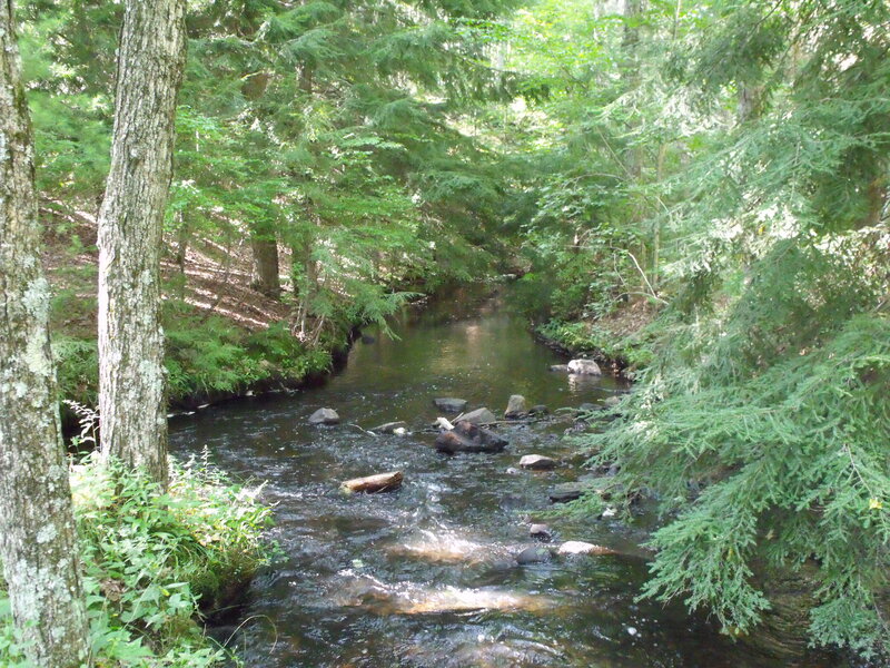 Stream in Forest — Afternoon, Water