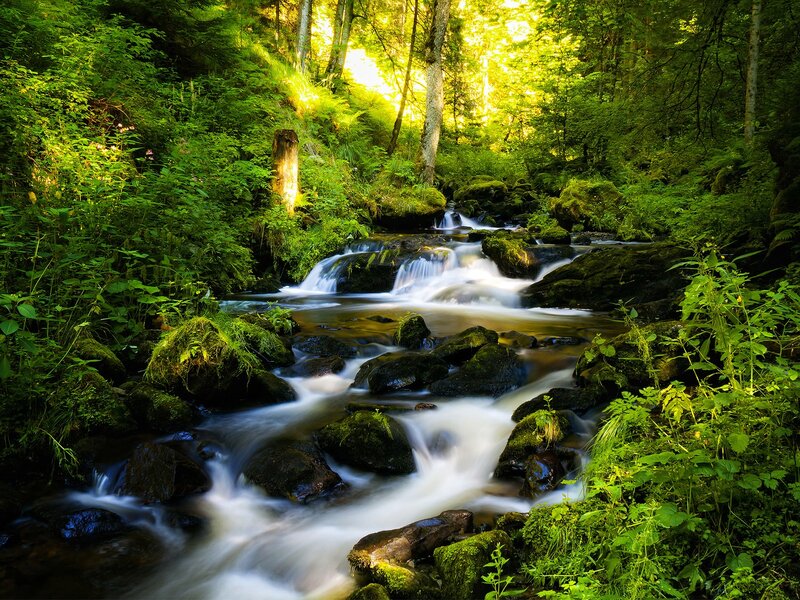 Stream in Forest — Afternoon, White