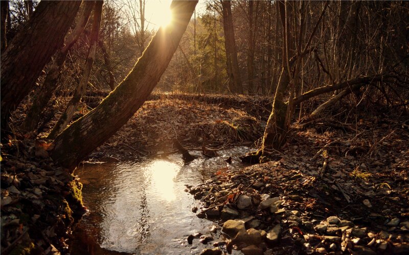 Stream in Forest at Sunset