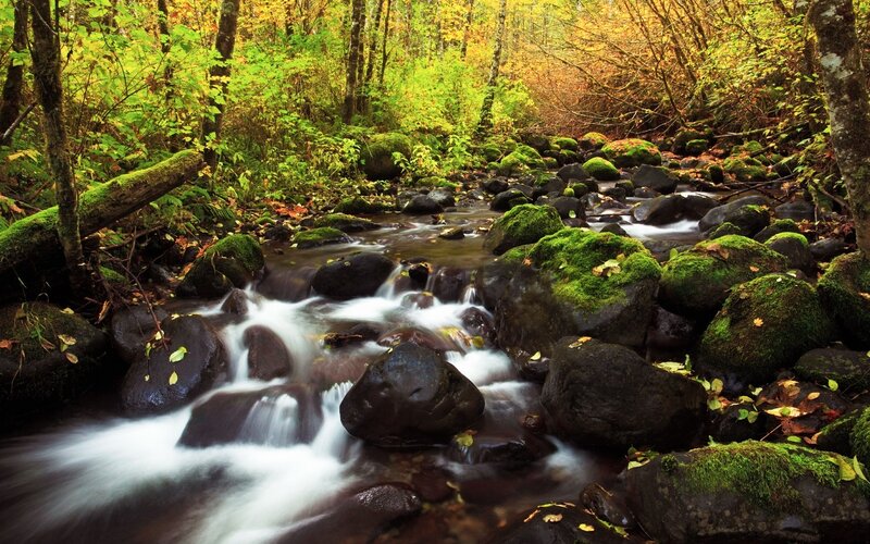 Stream in Forest — Autumn, Brown