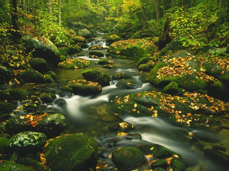 Stream in Forest — Autumn, Rocks