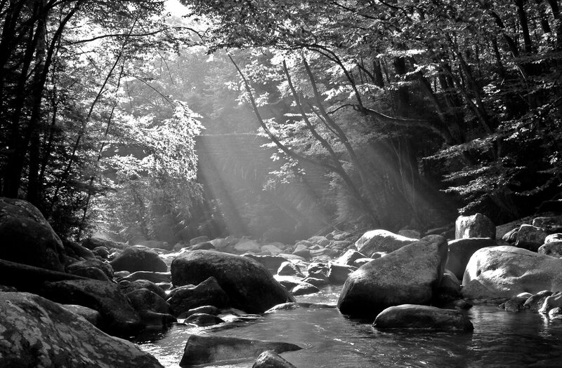 Stream in Forest — Black, Serene
