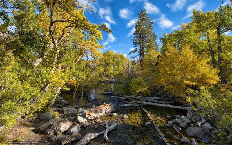 Stream in Forest — Blue, Serene, Autumn