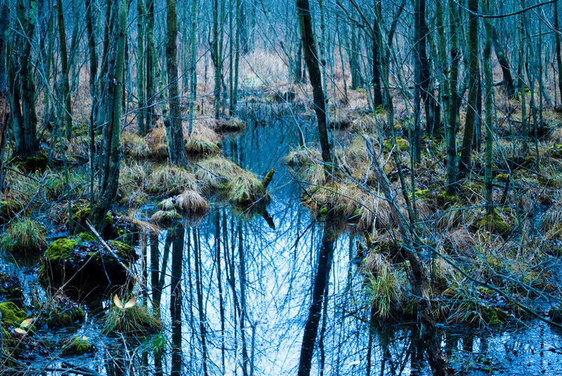 Stream in Forest — Blue, Serene, Winter