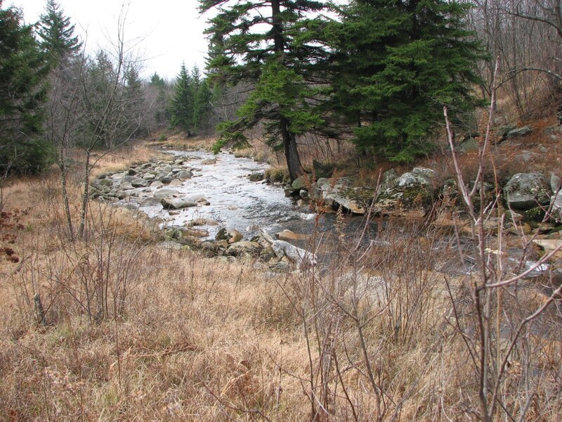 Stream in Forest — Brown, Calm