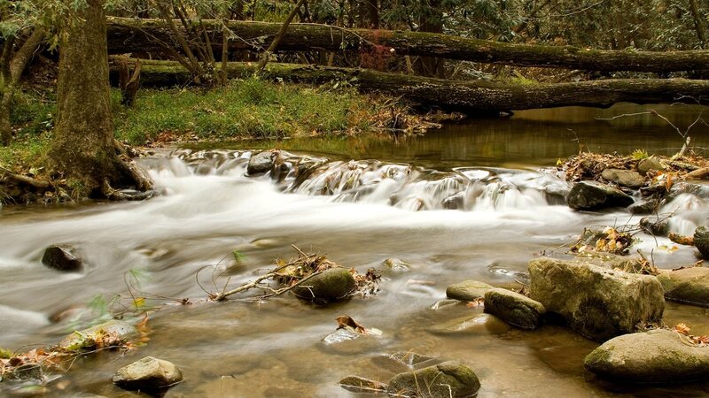 Stream in Forest — Brown, Serene, Autumn, Photograph, Trees, Rocks