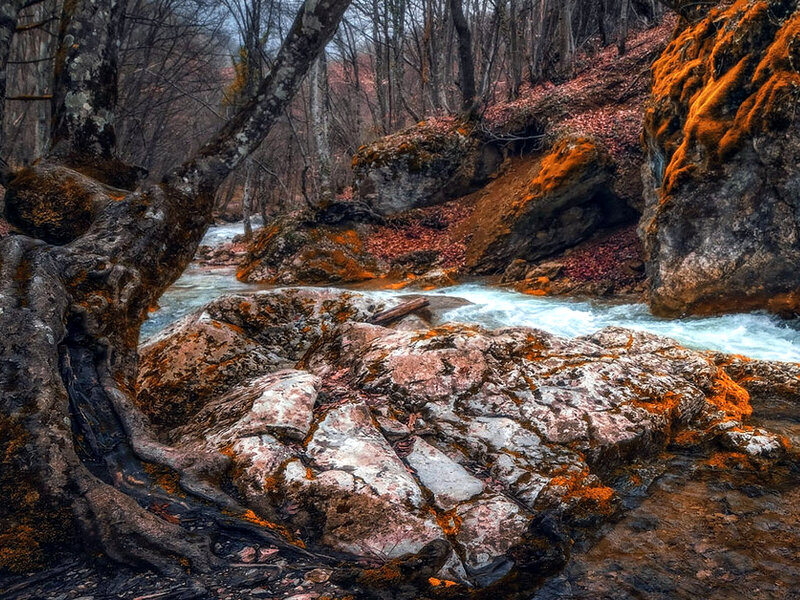 Stream in Forest — Brown, Serene, Autumn, Photograph, Trees