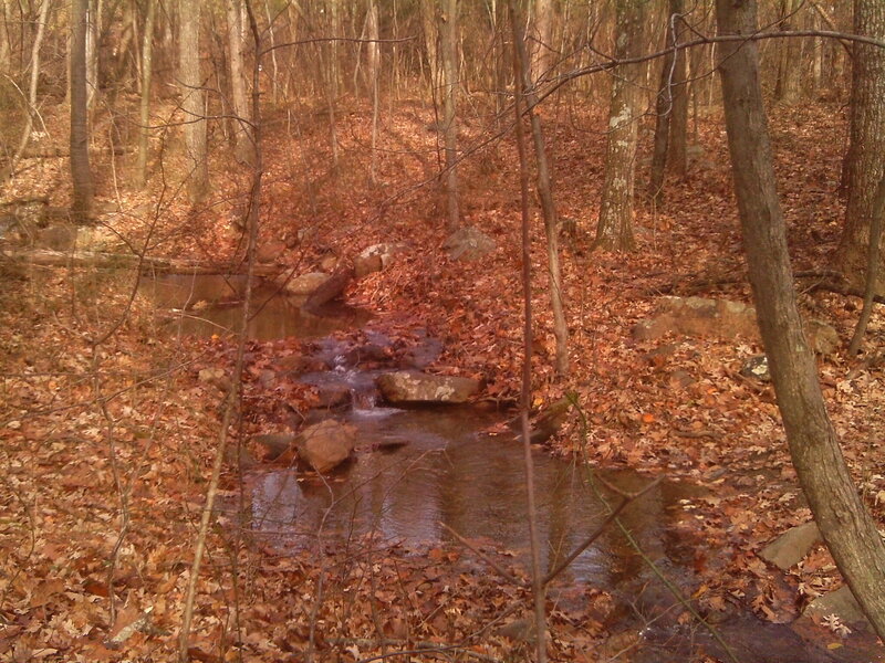 Stream in Forest — Brown, Serene