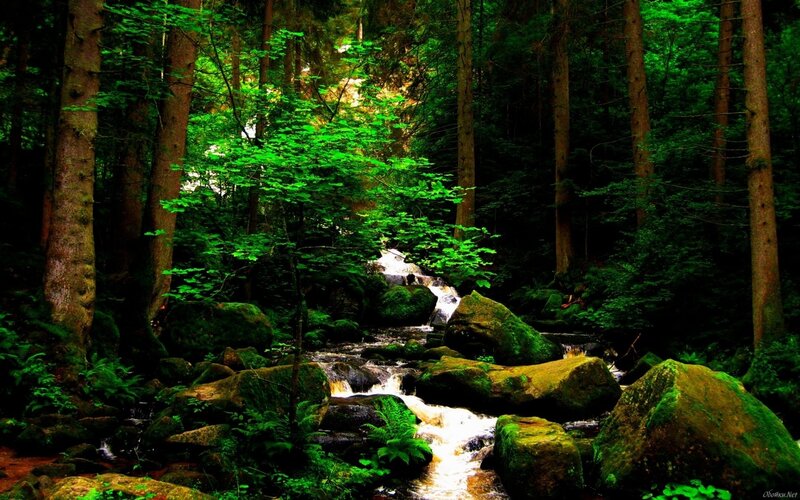 Stream in Forest — Brown, White