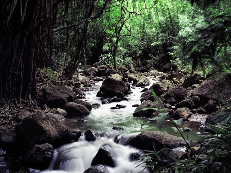 Stream in Forest — Bushes