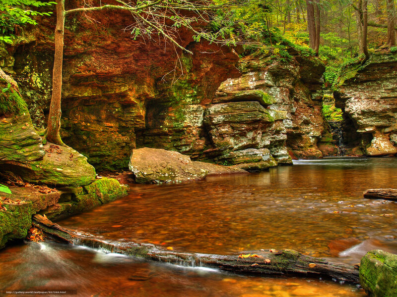 Stream in Forest Canyon — Brown