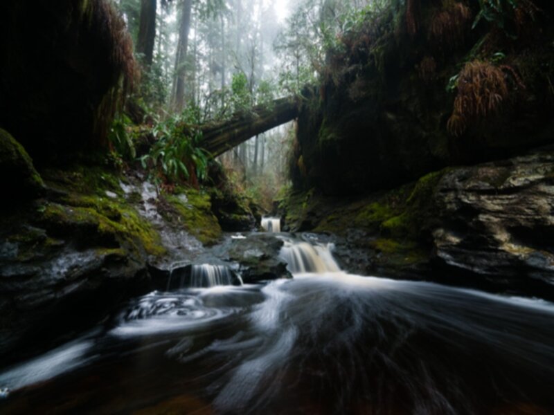 Stream in Forest Canyon — Green, Misty