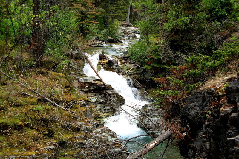 Stream in Forest Canyon — Green, Natural, Autumn