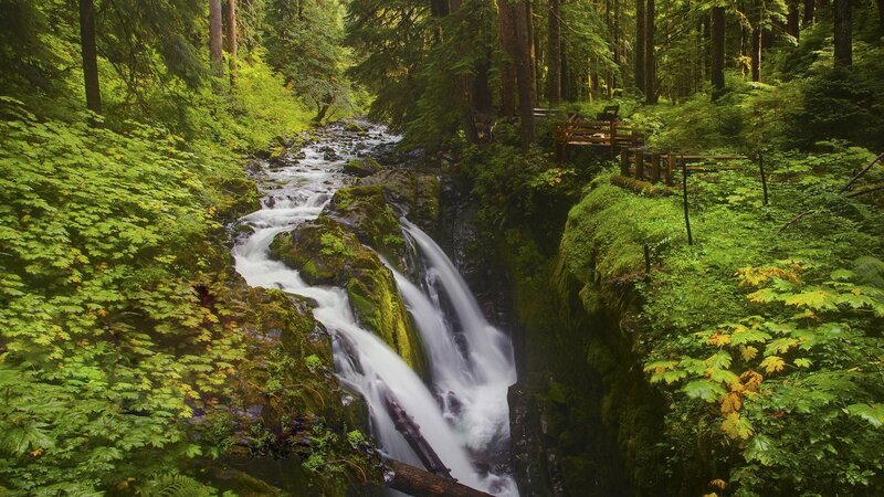 Stream in Forest Canyon — Green, Serene, Afternoon, Photograph, Trees, Moss