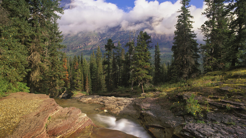 Stream in Forest Canyon — Green, Serene, Afternoon, Photograph, Trees, Mountain