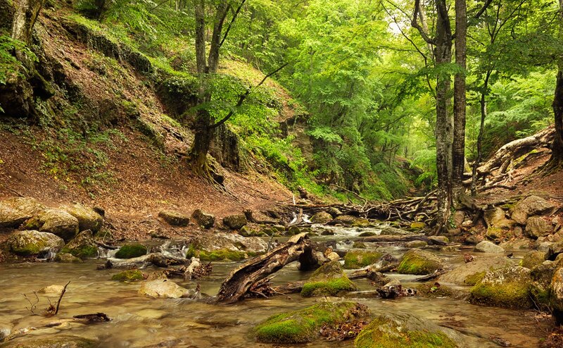 Stream in Forest Canyon — Green, Serene, Afternoon, Photograph, Trees, Rocks, Moss
