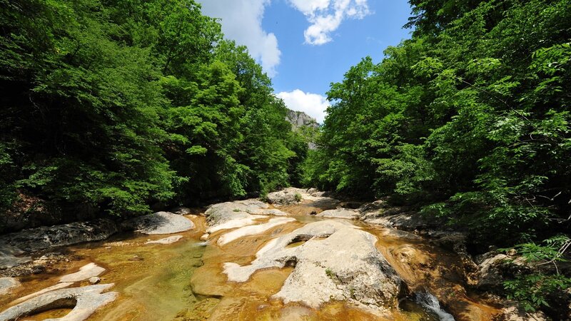 Stream in Forest Canyon — Green, Serene, Afternoon, Photograph, Trees