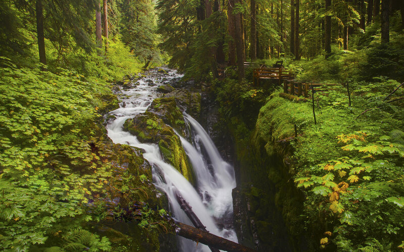 Stream in Forest Canyon — Green, Serene, Afternoon