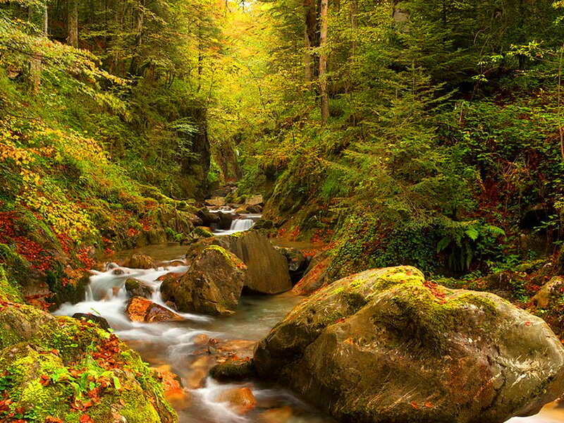 Stream in Forest Canyon — Green, Serene, Autumn, Photograph, Rocks