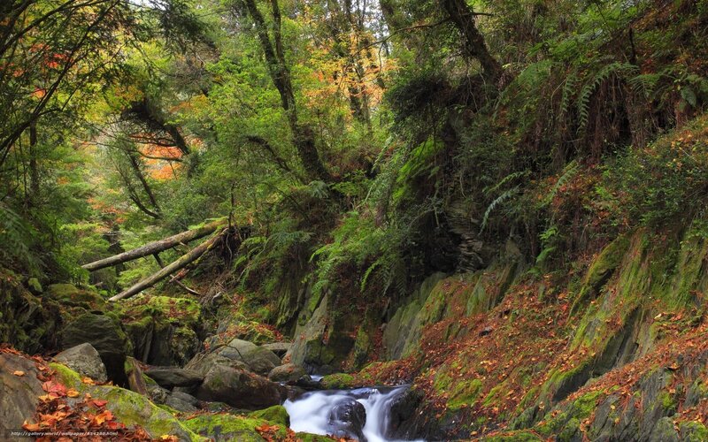 Stream in Forest Canyon — Green, Serene, Autumn, Photograph, Trees, Rocks, Moss