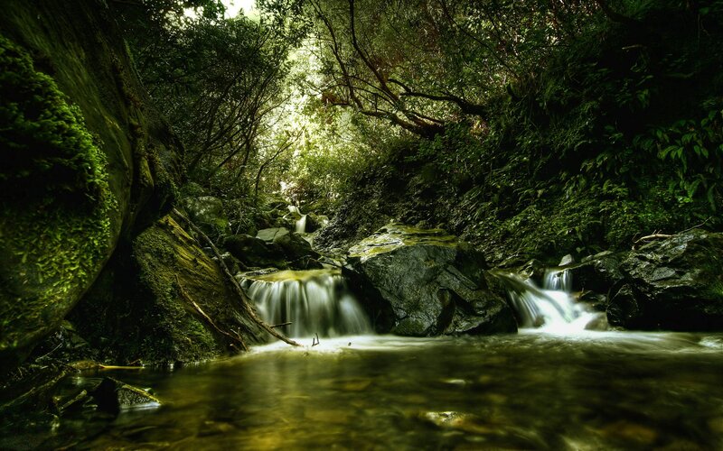 Stream in Forest Canyon — Green, Serene, Morning, Photograph, Rocks, Trees