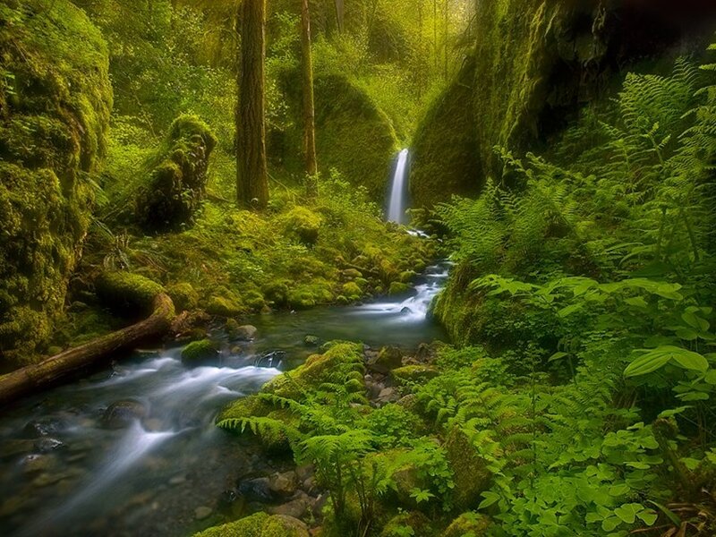 Stream in Forest Canyon — Green, Serene, Morning, Photograph, Waterfall, Moss