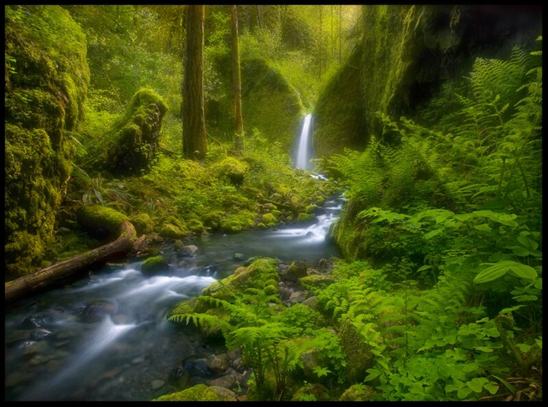 Stream in Forest Canyon — Green, Serene, Morning, Photograph, Waterfall