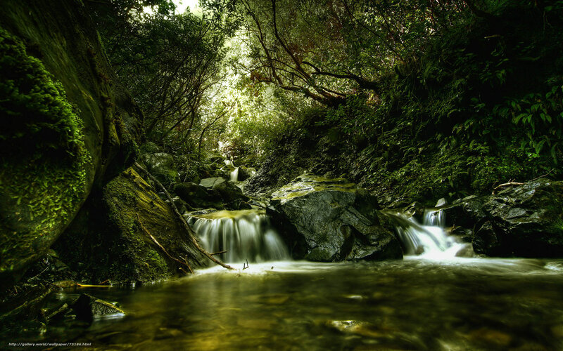 Stream in Forest Canyon — Green, Serene, Morning