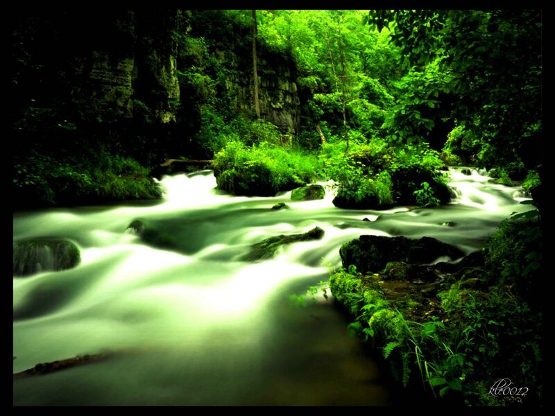 Stream in Forest Canyon — Green, Serene, Photograph