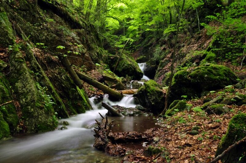 Stream in Forest Canyon — Green, Serene, Spring