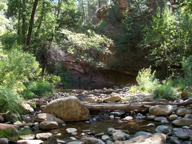 Stream in Forest Canyon