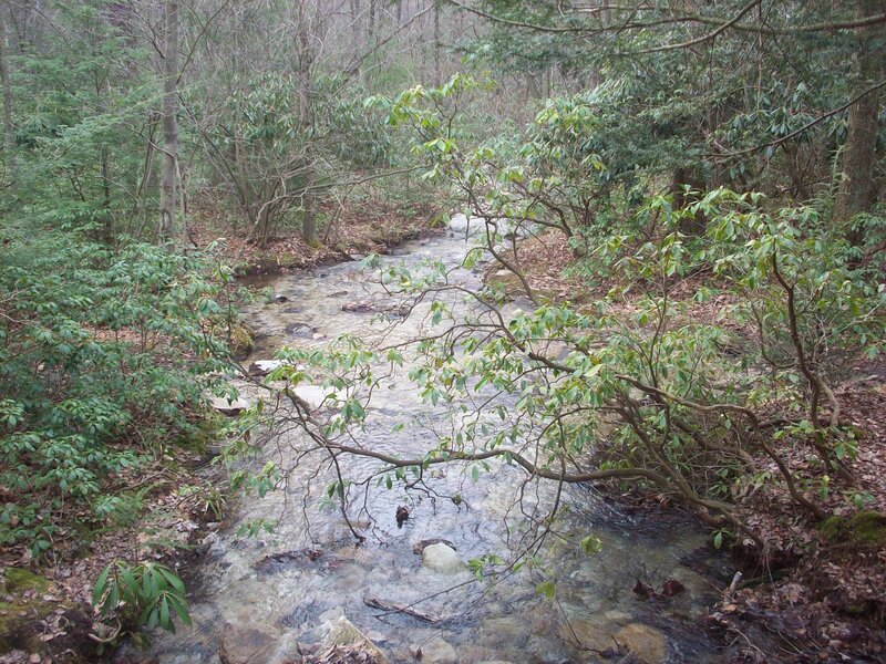 Stream in forest clearing