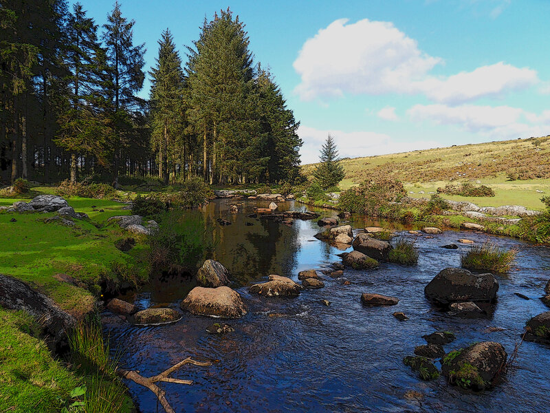 Stream in Forest Clearing — Green, Serene, Afternoon