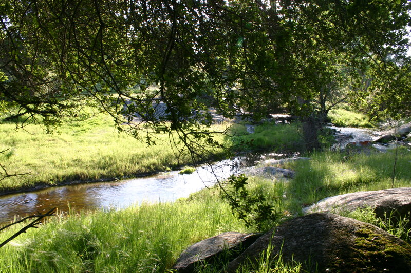 Stream in Forest Clearing — Green