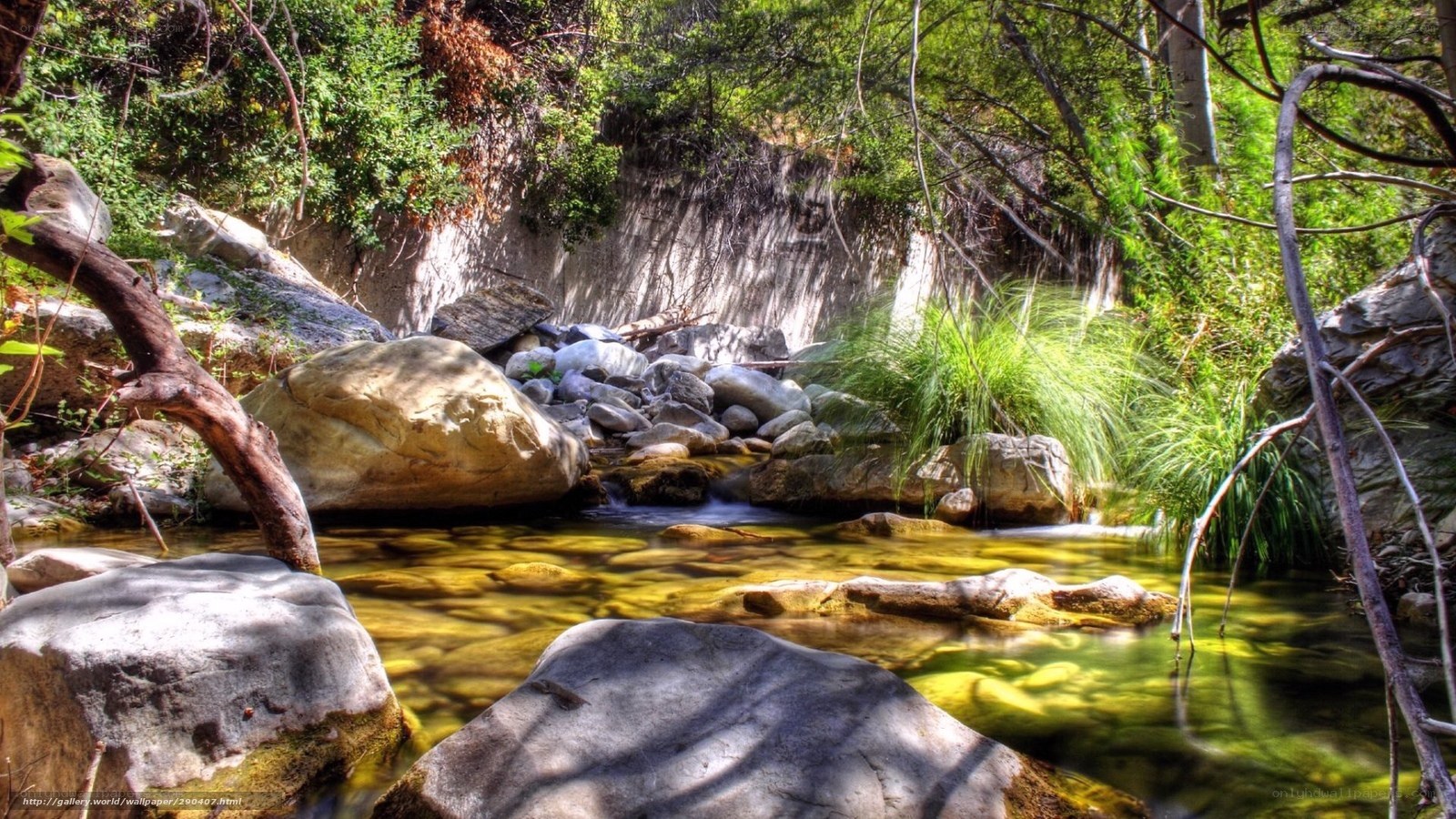Stream in forest clearing