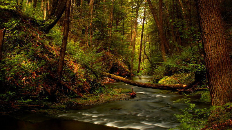Stream in Forest — Fallen Log