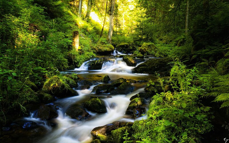 Stream in Forest — G7