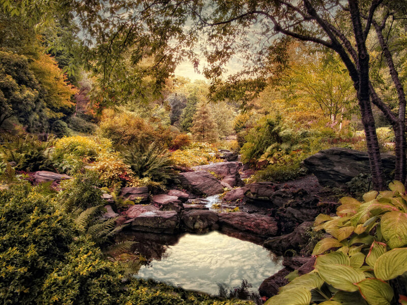 Stream in Forest Garden — Green, Serene, Autumn
