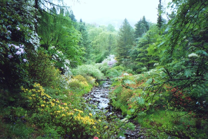 Stream in Forest Garden — Green, Serene, Spring, Photograph